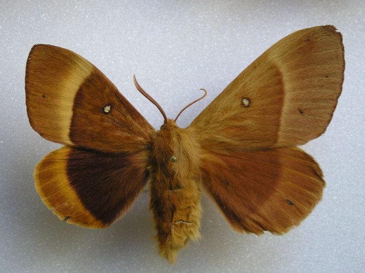 Lasiocampa quercus (bilateral gynandromorph) (Internet Image property of respective owner, non-commercial use only)